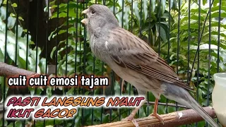 kenari gacor cuit cuit ngerol tajam,terapi jitu kenari malas bunyi, kenari paud belajar bunyi