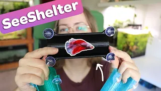 My bettas try the SeeShelter Betta Tunnel