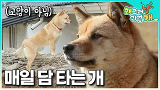 한집에 사는 진돗개와 시바견이 기상천외한 문제를 보이고 있다는데.. │#왜그러냥귀엽개