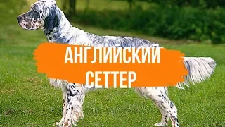 Английский Сеттер - Интересные факты о породе Английский Сеттер