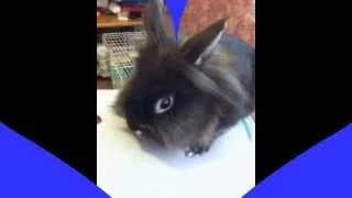 (R.I.P.) Rest In Peace Mr. Bunny