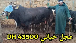 العجل الدي يبحث عنه الجميع في سوق أربعاء مكناس 28/2/2024 مع أثمنة العجل الكسابي وحليب فرجة ممتعة