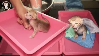 First time bathing kitten