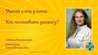 Ушной клещ у кота. Как поставить диагноз? Советы ветеринара.