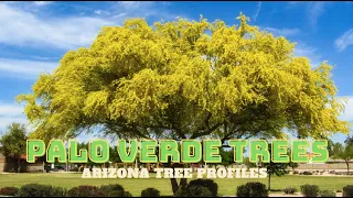 Palo Verde Trees of the Sonoran Desert - Arizona Tree Profiles