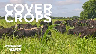 We Need These Cover Crops to Grow - Regenerating The Ranch Ep 7 - Regenerative Grazing