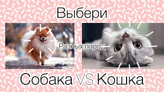 Выбирашки кошки VS собаки  🐶❤️🥺🥺🥺🥺
