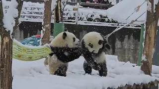 【秦嶺大熊貓】打雪仗簡直太開心啦！