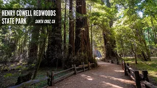 Henry Cowell Redwoods State Park Old Growth Trail