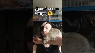 Дикий пасюк Ситроша на руках. 🤗 Сложности съемок дикарей. 🙄 #wildrats #cuterats #like #funnypets