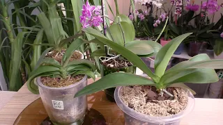 Орхидеи. РАЗНЫЕ посадки... и что в итоге.