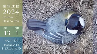 Chatty Female Japanese Tit Lays ■ Eggs and Starts Incubating!