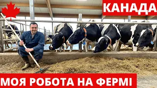 Робота на фермі в Канаді. Частина 2