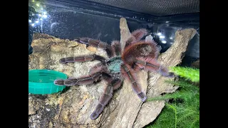 Caribena versicolor pairing