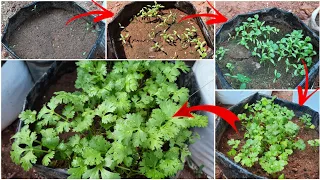 മല്ലിയില കൃഷി| How to Grow CORIANDER SEEDS  easily|Grow cilantro in your home| malayalam