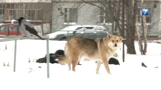 Бродячие псы держат в страхе жителей Вологды