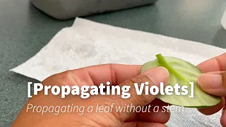 Propagating violets- propagating leaves without a stem