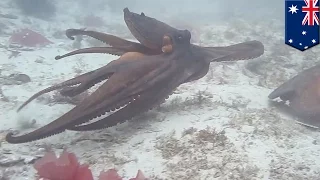 Как общаются осьминоги