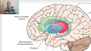 Anatomy of CNS Module in Arabic 2024(Basal Nuclei), by Dr. Wahdan.