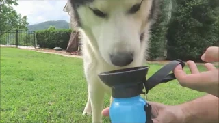 Bebedero Portátil para Perros