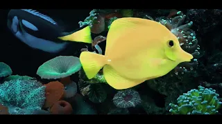 Нерест рыб клоунов (Амфиприоны)/Clown fish spawning (Amphiprions).