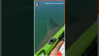 Great White Shark Lunges at Kayaker in South Australia