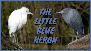 The Little Blue Heron: Everything You Need To Know | Courtship, Range, Hunting, Call/Sound, Flying