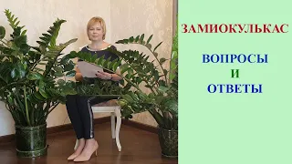 ЗАМИОКУЛЬКАС. ОТВЕТЫ НА САМЫЕ АКТУАЛЬНЫЕ ВОПРОСЫ.