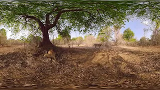 Lions 360° - National Geographic [Mpgun.com]