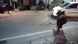 Fierce Bullfighting at Srinagar, Garhwal, India