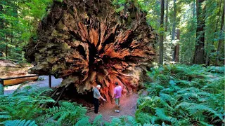 Top 15 Tallest Trees and Plants