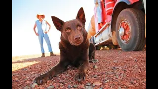 كلب عنيد مبيسمعش كلام حد بتتغير حياته لما بيقابل شخص وبيتعلق بيه .. ملخص فيلم  Red dog