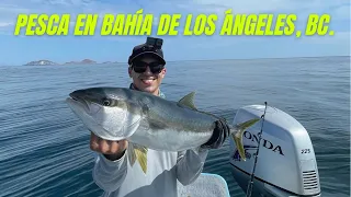 INCREÍBLES capturas en Bahía De Los Ángeles, Baja California. JUREL, DORADO, SARDINERA & MÁS.