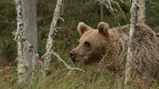 Wild Brown Bear, Finland