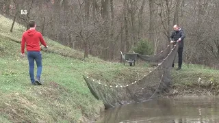 INTENZIVNI ŠARANSKI ribnjak - evo koliko brzo može da napreduje riba uz aeratore i flotirajuću hranu