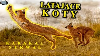 Latające Koty - KARAKAL vs SERWAL - Mistrzowie Powietrznych Łowów