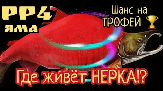 РР4. Где живет Нерка на реке Яма!? Шанс на Трофей!