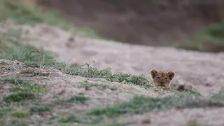 A very cute little lion cub