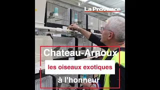 Chateau-Arnoux : Les oiseaux exotiques à l'honneur