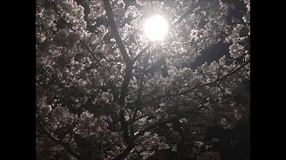 2019 Spring 桜(SAKURA) Mix | HOUSE by dj don-takagi