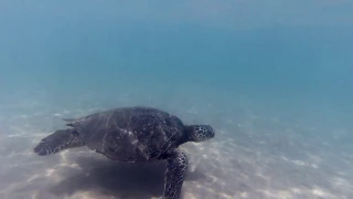 Swimming with a Sea Turtle on Maui, Hawaii April 2017