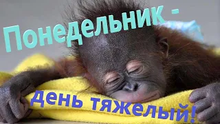 Ух, ты, понедельник! Доброе утро понедельника! Удачной недели! Музыкальная видео открытка.