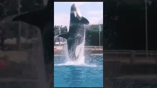 Killer whale up close tour featuring Corky - Seaworld San Diego