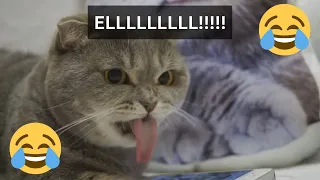 12 Minutes of Funny Cat Videos - EP 86