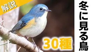 超入門！冬に見る鳥30種【解説】