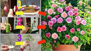 3 New Ideas:How to grow roses from cuttings| Rose cuttings grow|Rose Plant|Rose Cuttings|New|Garden