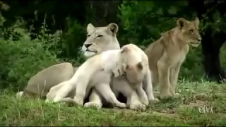 WHITE LIONS ROYAL FAMILY _  Discovery channel documentaries _  Nature documentary