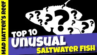 Top 10 Unusual Saltwater Fish
