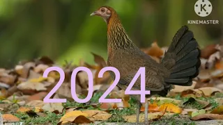 suab poj qaib seev zoo tias tuaj zoo heev 2, 2024