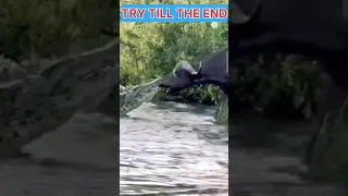 WAIT FOR END///CROCODILE VS BUFFALO///#trend #viral #animals #wildlife #animal #shorts #animallover